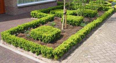 Buxus In Combinatie Met Boompjes In De Voortuin